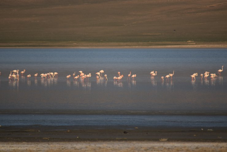 Düden Gölü'nün misafirleri flamingolar geldi