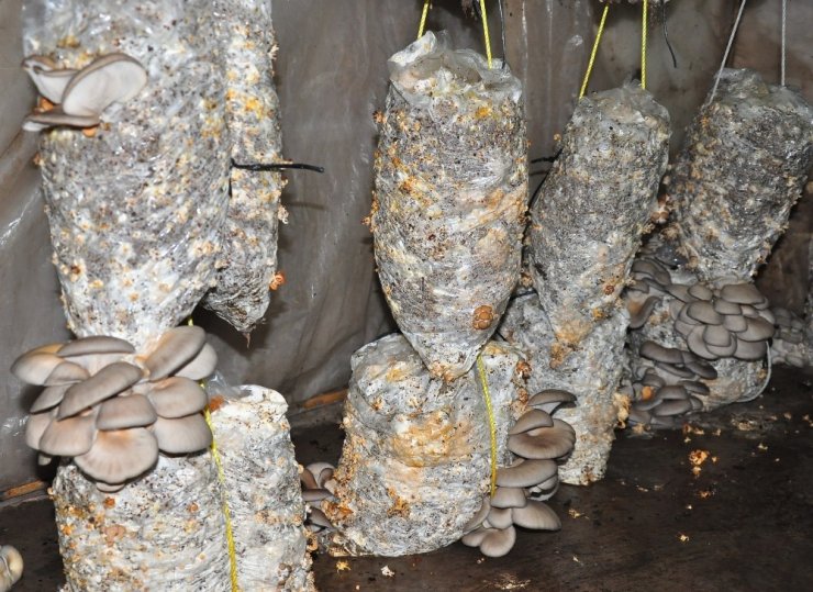 Hobi olarak başladığı mantar üretiminde taleplere yetişemiyor