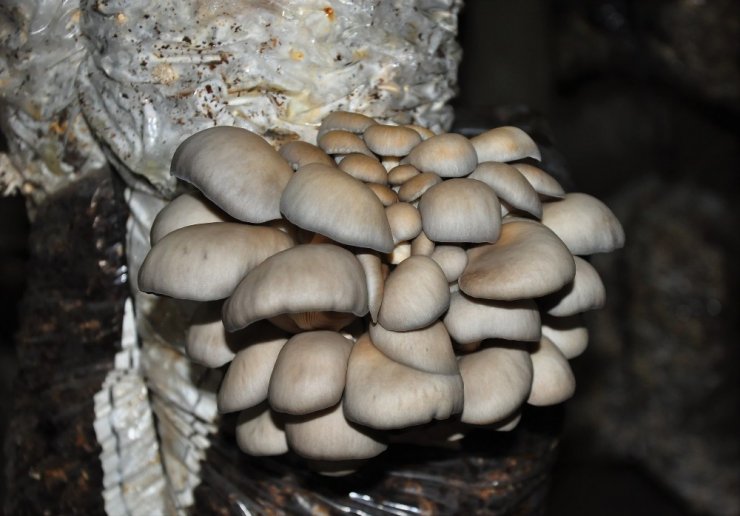 Hobi olarak başladığı mantar üretiminde taleplere yetişemiyor