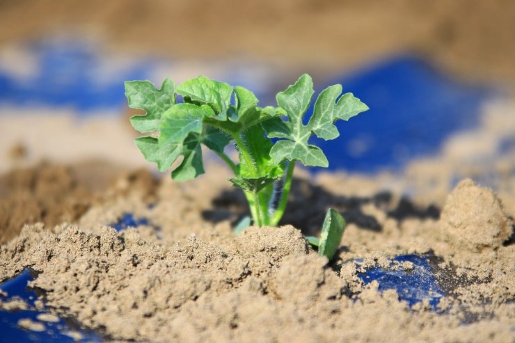 İran’dan Türkiye’ye kayıt dışı karpuz giriyor iddiası