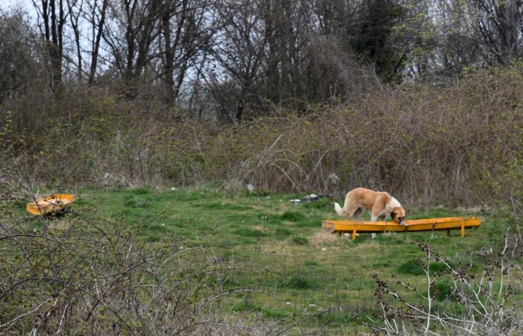 Samsun'da sokak hayvanlarına mama desteği