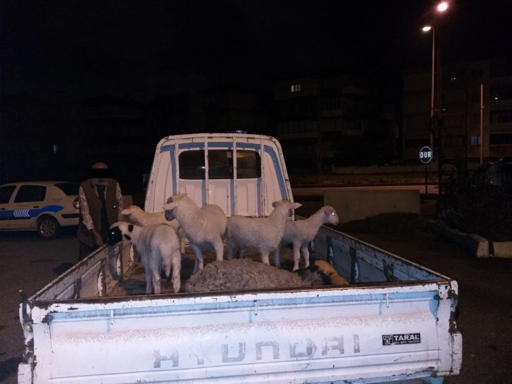 Aliağa’da çiftçinin koyunlarını gasp eden 5 kişi tutuklandı
