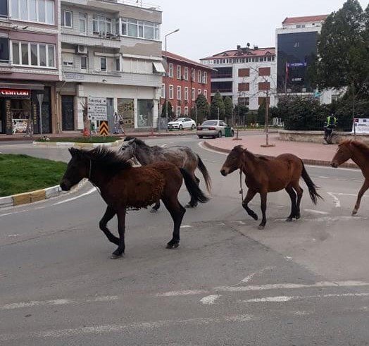 Tekirdağ’da Koronayı fırsat bilen atlar sokağa indi