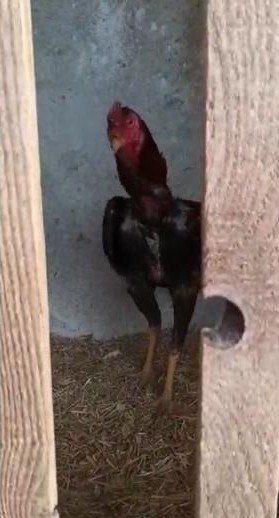 Jandarma ekipleri horoz dövüşçülerine baskını düzenledi