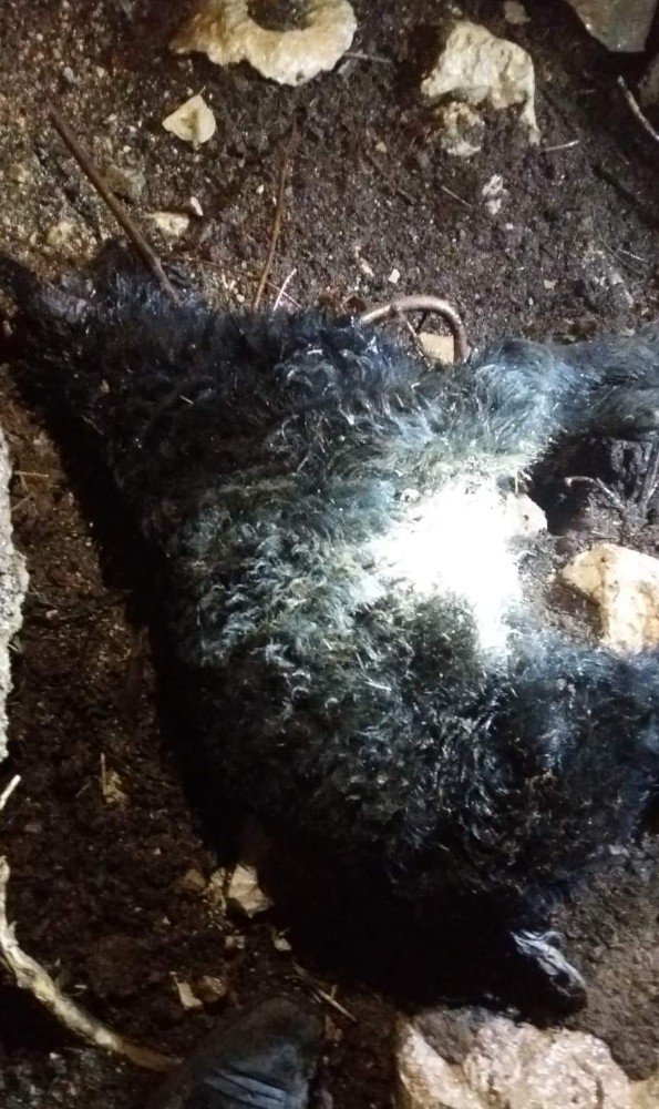 Siirt’te aşırı yağışlardan dolayı bir ahır çöktü, çok sayıda hayvan telef oldu