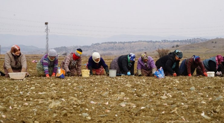 Kastamonu’da 22 bin dönüm alana sarımsak ekildi