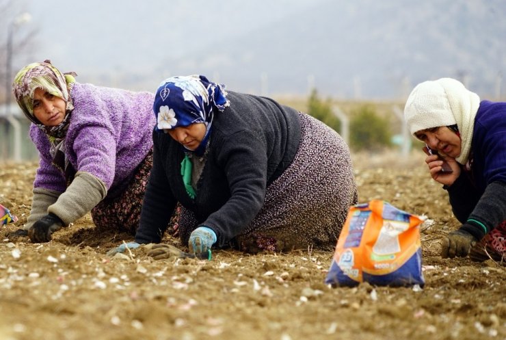 Kastamonu’da 22 bin dönüm alana sarımsak ekildi