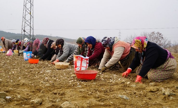 Kastamonu’da 22 bin dönüm alana sarımsak ekildi