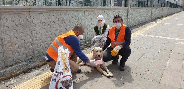 Diyarbakır Büyükşehir Belediyesi sokak hayvanlarına mama dağıtıyor