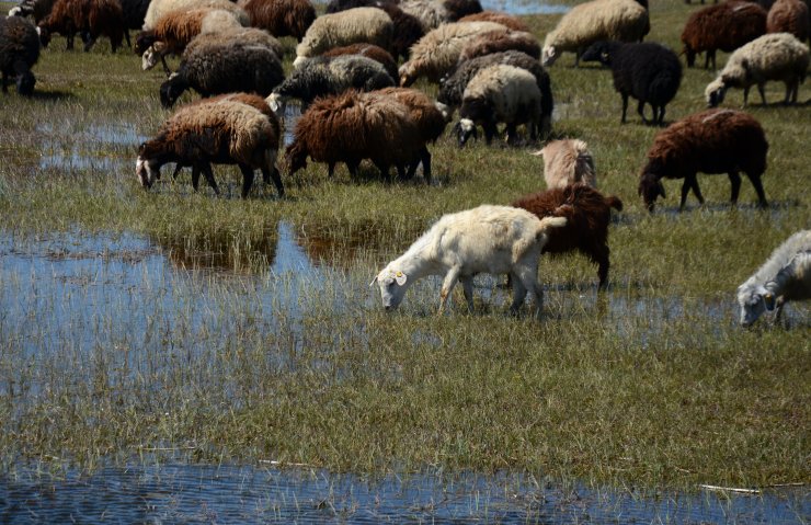 Besiciler "mera sevinci" yaşıyor