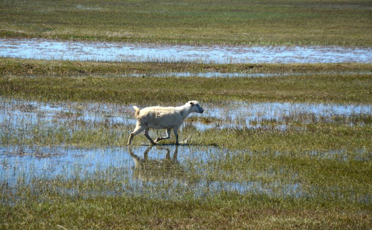 Besiciler "mera sevinci" yaşıyor