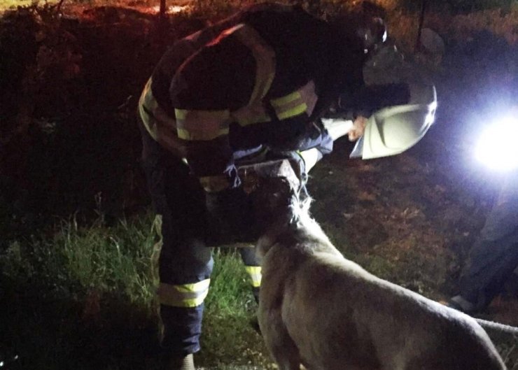 Başı tenekeye sıkışan köpeğin imdadına itfaiye yetişti