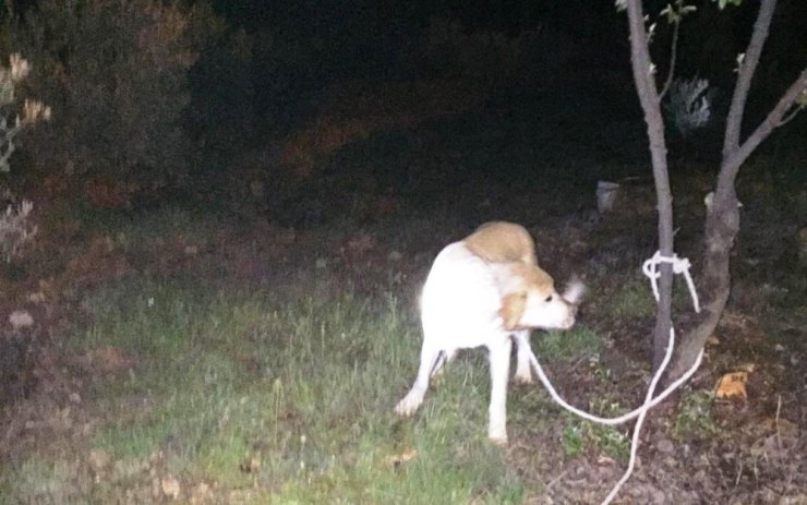 Başı tenekeye sıkışan köpeğin imdadına itfaiye yetişti