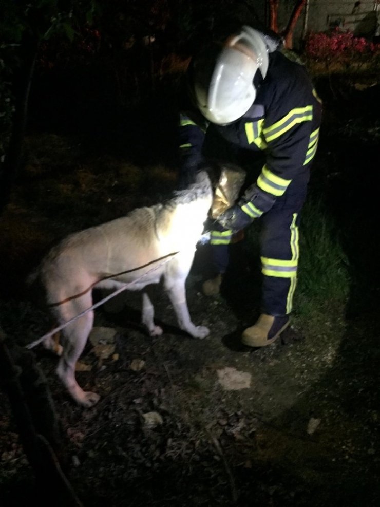 Başı tenekeye sıkışan köpeğin imdadına itfaiye yetişti
