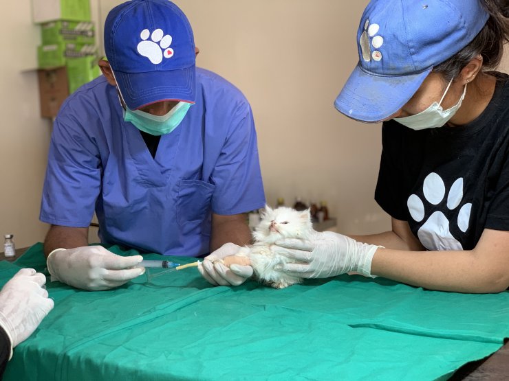 Pakistan'da Kovid-19 nedeniyle kapatılan petshoplarda hayvanlar ölüme terk edildi