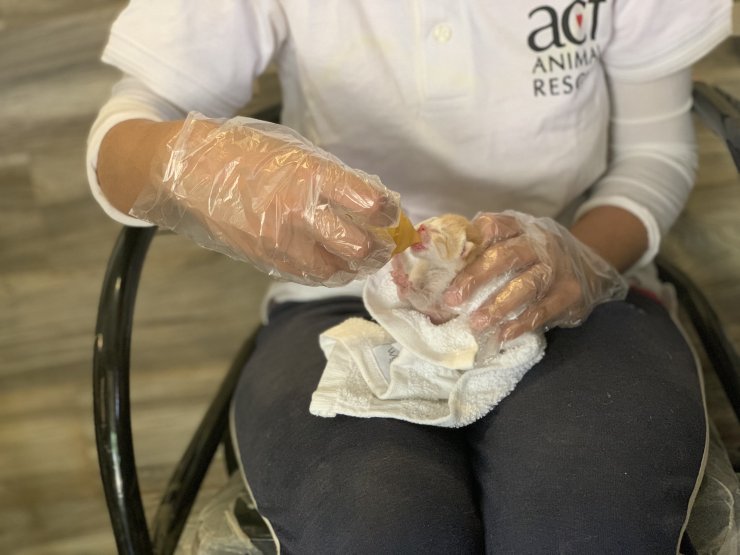 Pakistan'da Kovid-19 nedeniyle kapatılan petshoplarda hayvanlar ölüme terk edildi