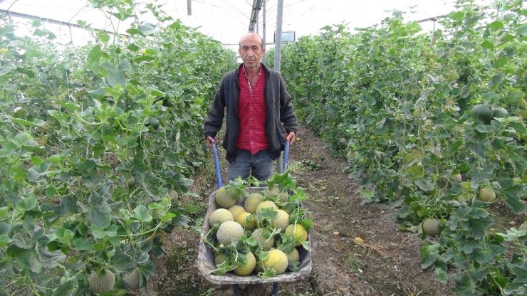 Silifke’de örtü altı kavun hasadı başladı