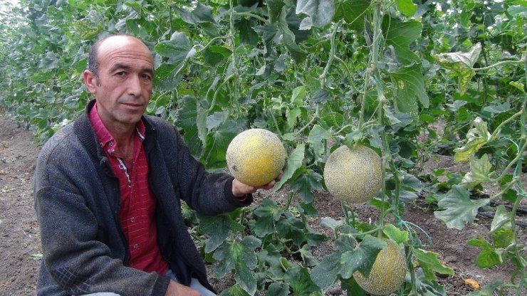 Silifke’de örtü altı kavun hasadı başladı
