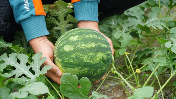Organik sera karpuzunda hasat heyecanı