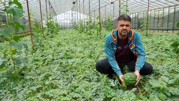 Organik sera karpuzunda hasat heyecanı