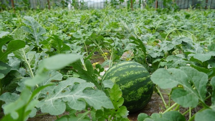 Organik sera karpuzunda hasat heyecanı
