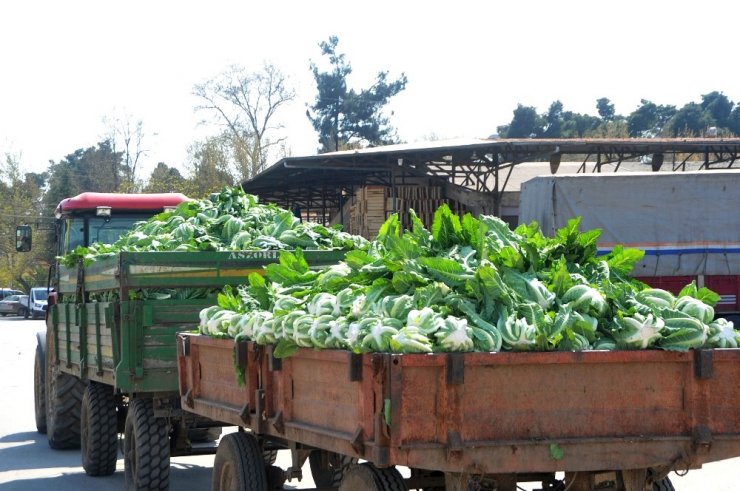 Bafra’da halden sebze sevkıyatı devam ediyor