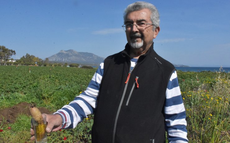 Muğla Datça'da tarım devrimi yaşanıyor! İlk fideler tuttu