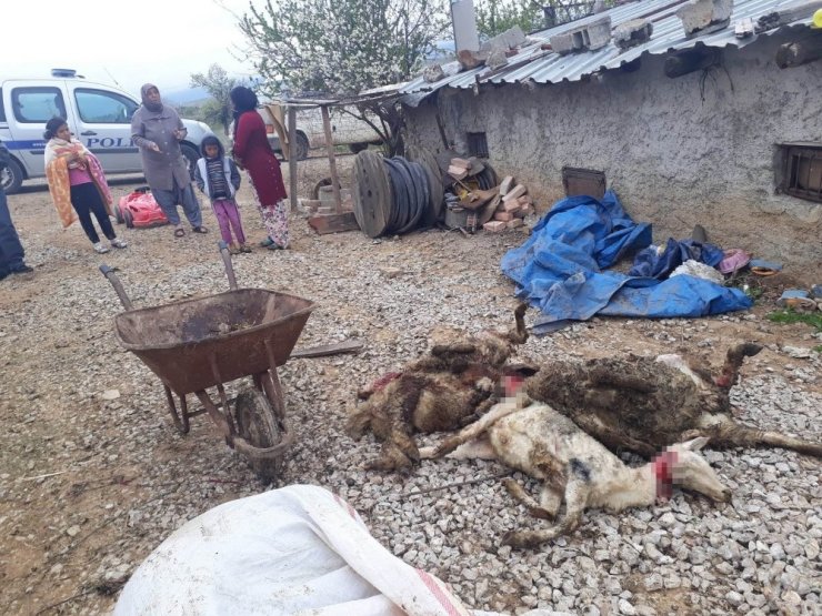 Konya’da iki kurt ağıla girdi! 20 koyunu telef olan aile göz yaşlarına boğuldu