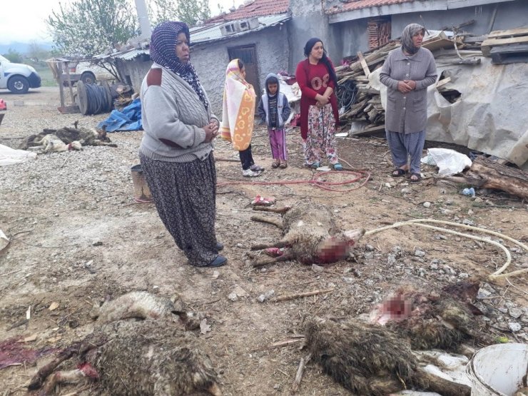 Konya’da iki kurt ağıla girdi! 20 koyunu telef olan aile göz yaşlarına boğuldu