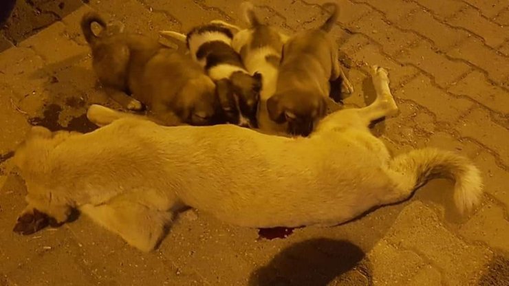 Öldürülen köpeğin yavruları yürek dağladı
