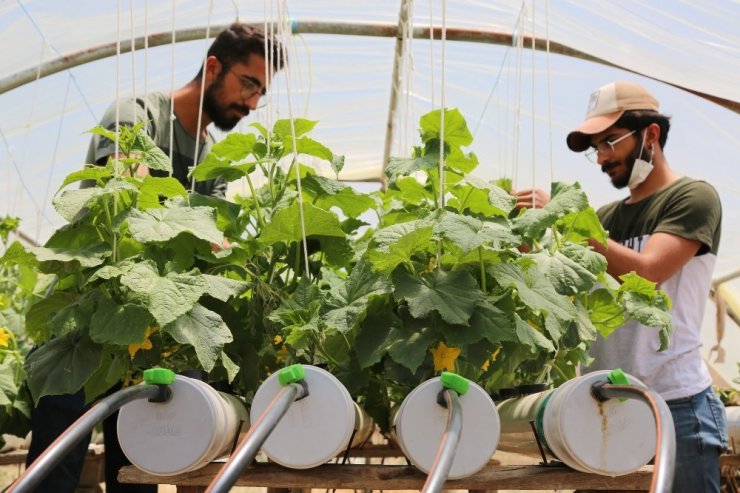 Tunceli'de Topraksız Tarımla Ürün Yetiştirdi