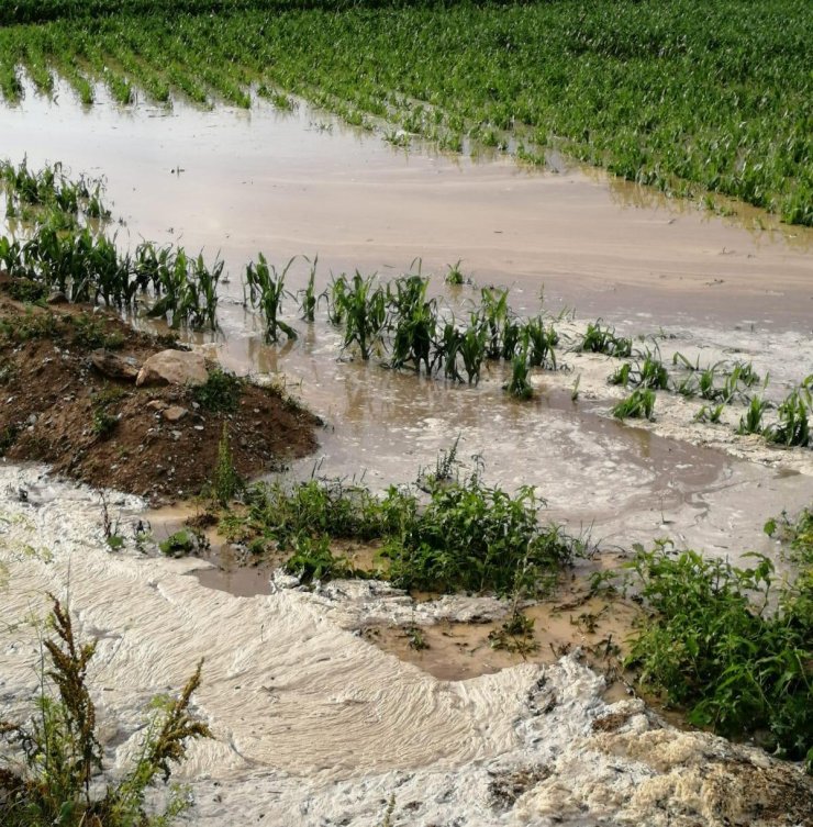 Amasya'da Dolu Ve Sağanak Tarım Alanlarını Zarar Uğrattı