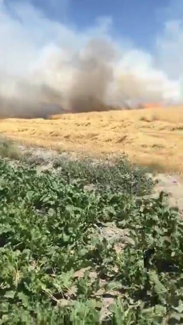 Karapınar'da 38 hektar arpa ekili arazi yandı! Zarar çok büyük