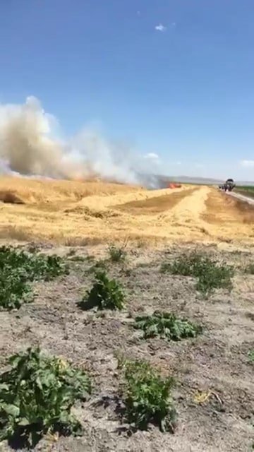 Karapınar'da 38 hektar arpa ekili arazi yandı! Zarar çok büyük
