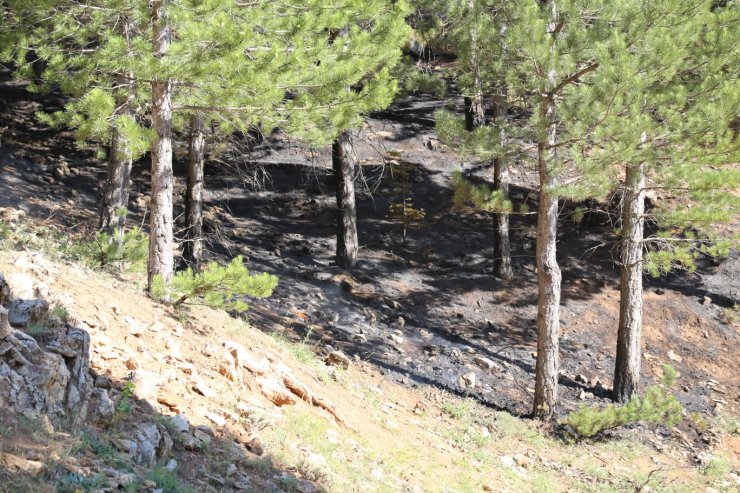 Taşkent'te orman yangını! 1 buçuk hektarlık alan zarar gördü