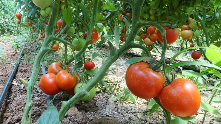 Tokat'ta sera domatesi hasadı başladı! Üreticiler fiyatlardan yakındılar