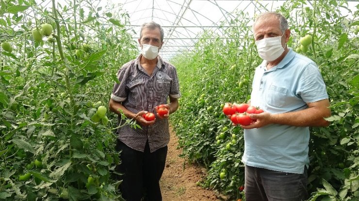 Tokat'ta sera domatesi hasadı başladı! Üreticiler fiyatlardan yakındılar