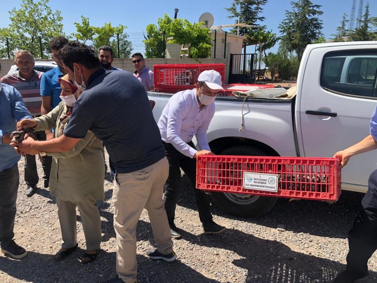 Yozgat'tan gelen 500 kınalı keklik Konya'da doğaya salındı
