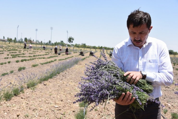 Konya Karatay Belediye Başkanı Hasan Kılca kendi elleriyle hasat yaptı