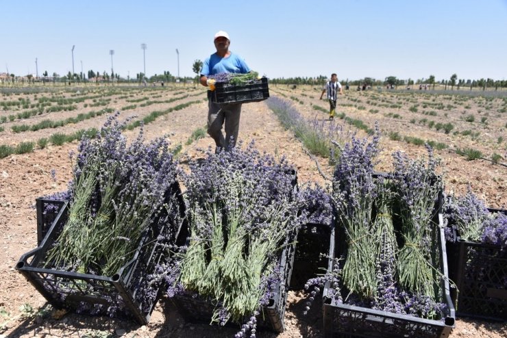 Konya Karatay Belediye Başkanı Hasan Kılca kendi elleriyle hasat yaptı