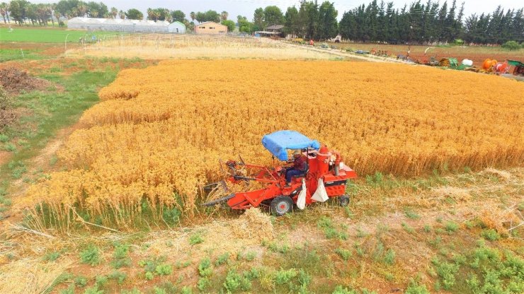 Çiftçiler için alternatif ürün geliştirildi! Konya'da da yetişebilir