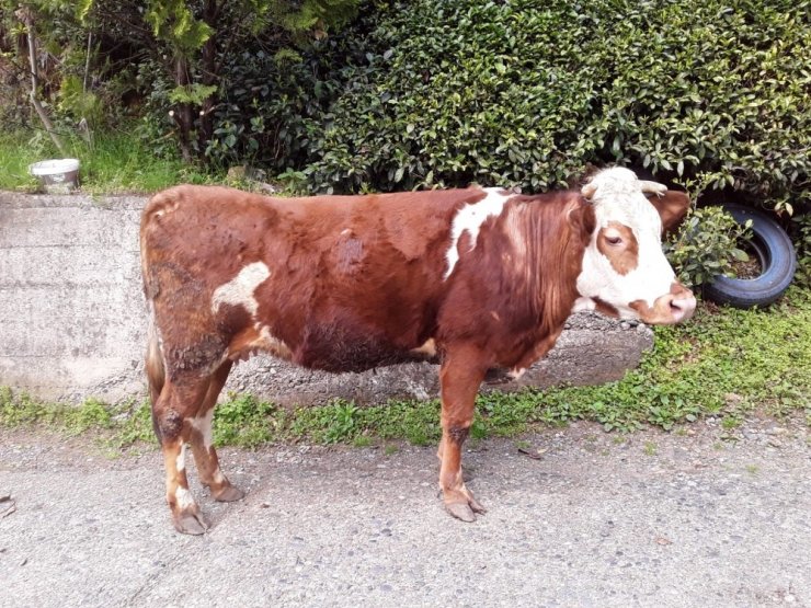 Kredi çekip almıştı! Hayvanlarını çalıp kayıplara karıştılar