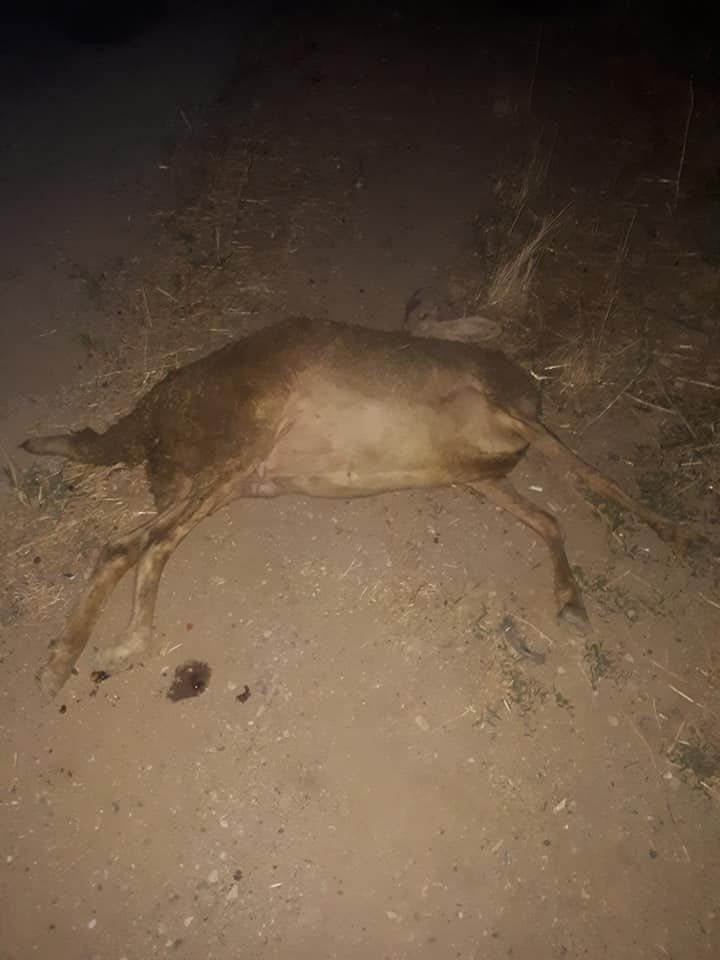 Sürüye otomobiliyle dalıp 11 koyunu telef eden sürücü kaçtı