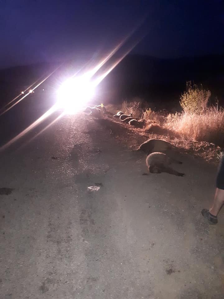 Sürüye otomobiliyle dalıp 11 koyunu telef eden sürücü kaçtı