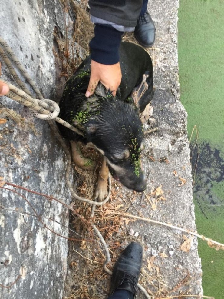 Yavru köpeği kurtarıp günün kahramanı oldular