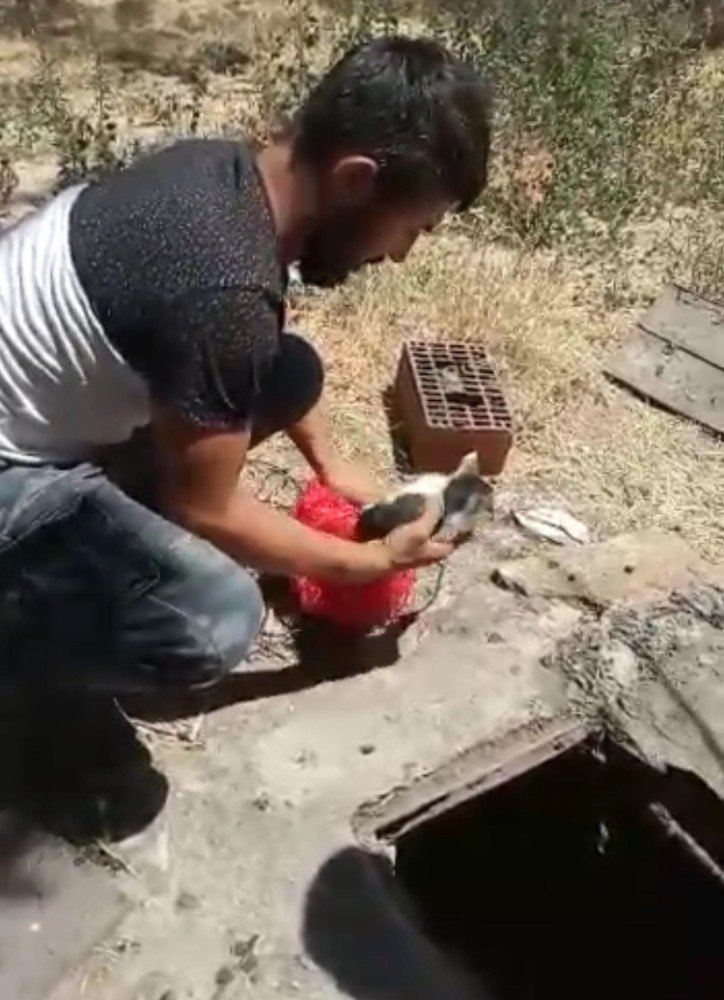 Kırşehir'in güzel insanları kedinin hayatını kurtardı