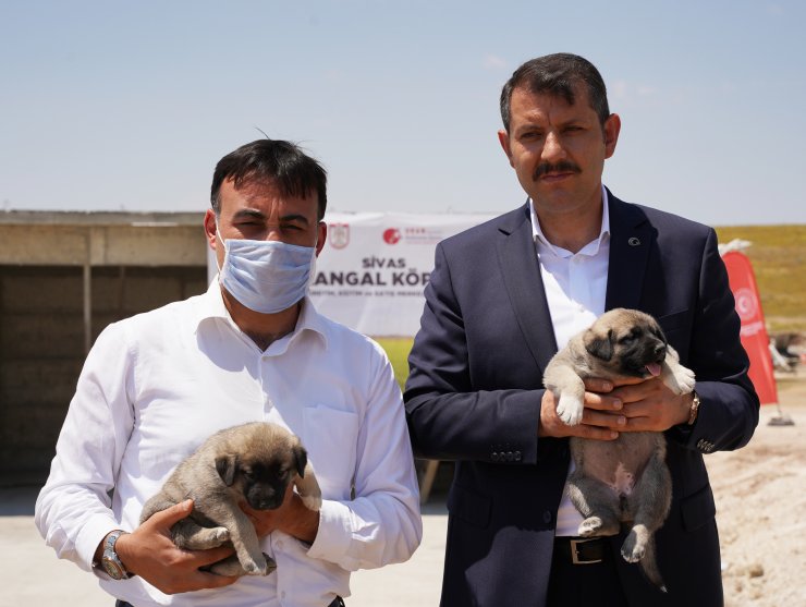 Kangal köpekleri çiple takip edilecek