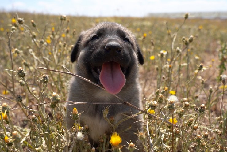 Kangal köpekleri çiple takip edilecek