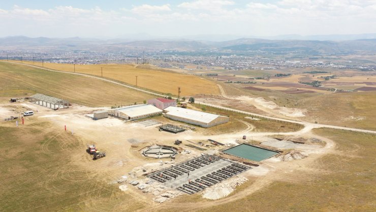 Kangal köpekleri çiple takip edilecek