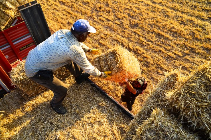 Konya Ovası'nda balya mesaisi